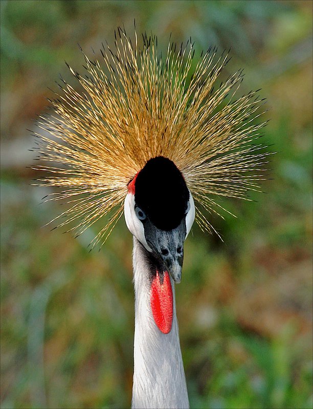 East African Crowned Crane ZO18.jpg :: This is a beautiful close-up of the East African Crowned Crane.