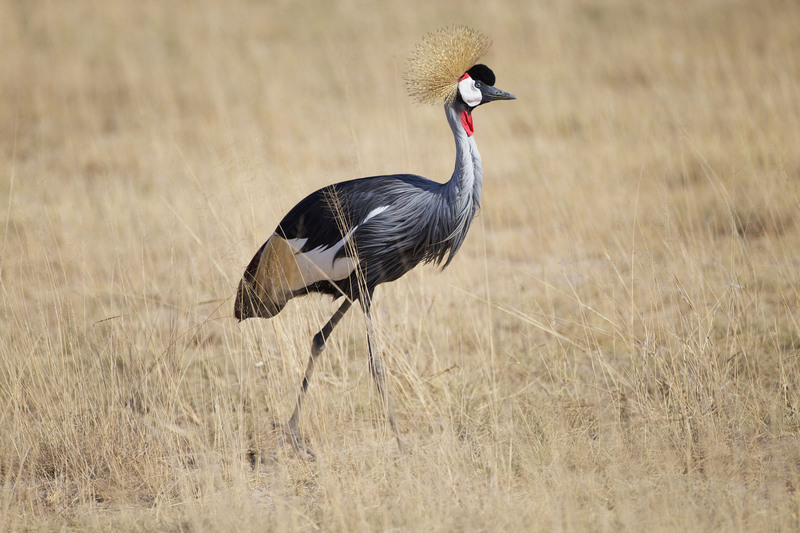 East-African-Crowned-Crane-1240.jpg :: Crowned crane walking on grass
