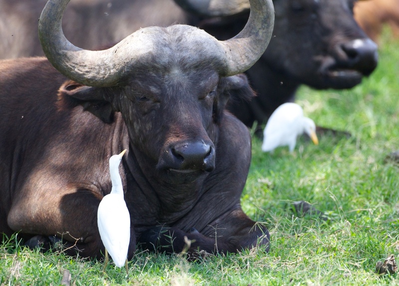 Egret Working on Cape Bufalo.jpg :: Cape buffalo with friendly egret cleaning off ticks