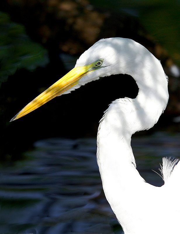 Egret close up W24.jpg