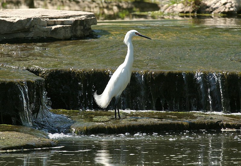 Egret fishing W26.jpg