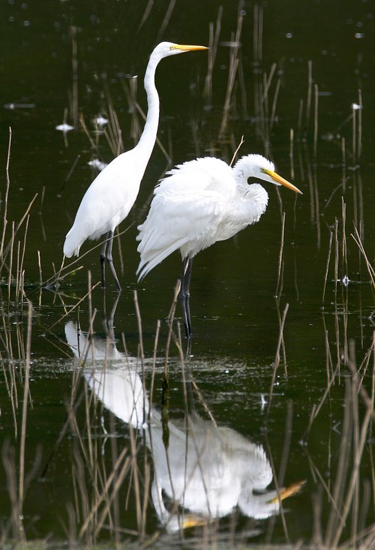 Egret-pair W22.jpg