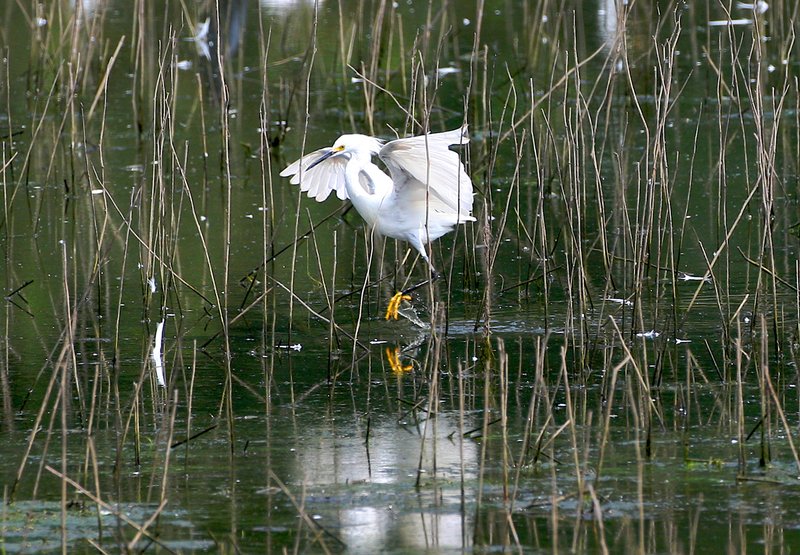 Egret-running- W6.jpg