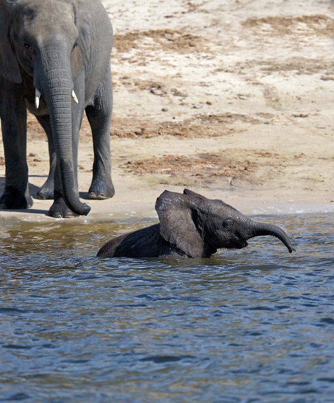 Elephant And  Baby Playing In Chobe.jpg :: Mother and newborn at Chobe River