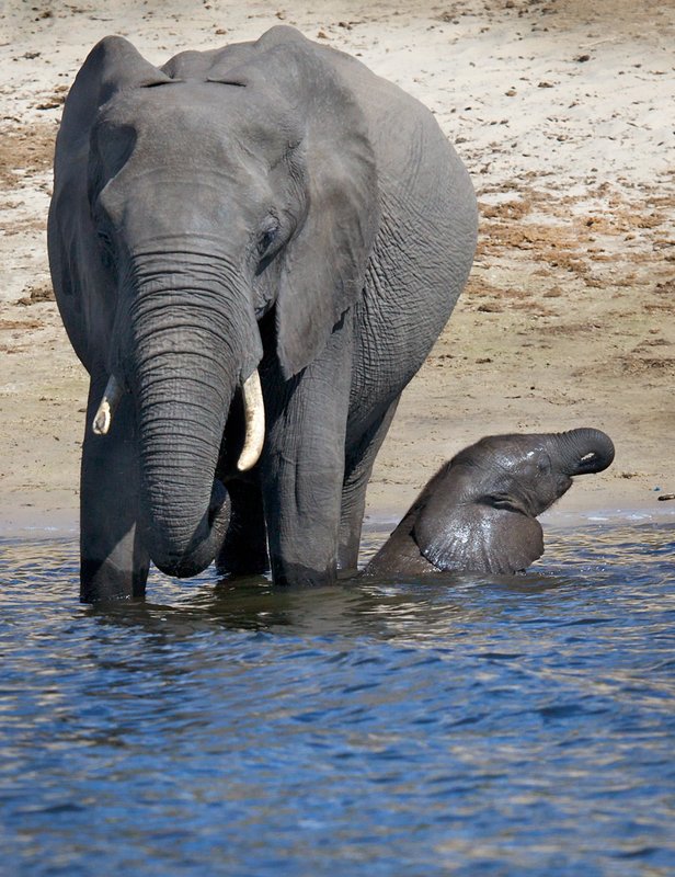 Elephant And Baby Drinking In Chobe E19.jpg :: Mother and newborn at Chobe River