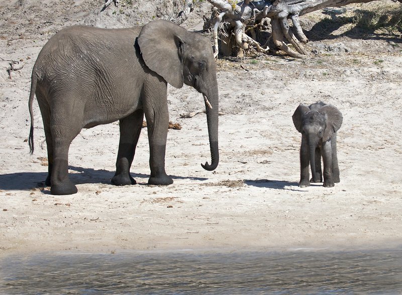 Elephant And Newborn At Chobe River Edge E21.jpg :: Mother and newborn at Chobe River