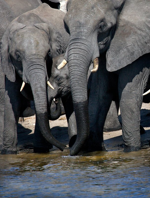 Elephant Close Up At Chobe E27.jpg :: Elephants drinking at river-close up