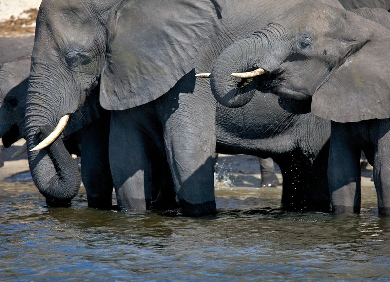 Elephant Close Up At River E29.jpg :: Elephants drinking at river-close up