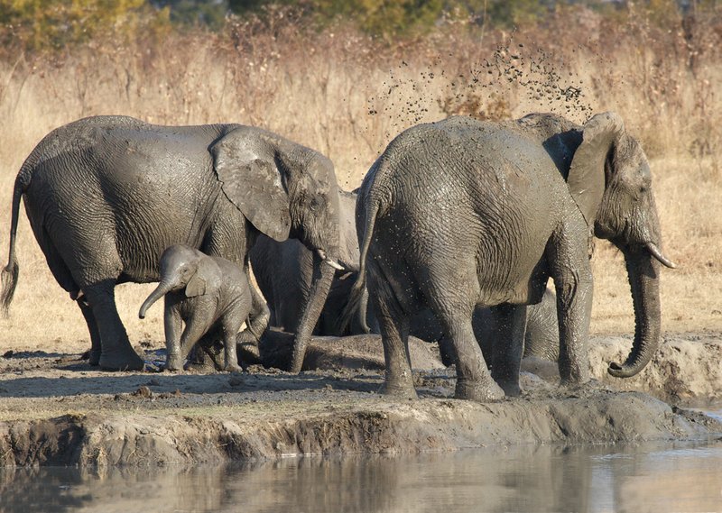 Elephant Mudfest.jpg :: Mud splash/Elephant family at water hole in Zimbabwe