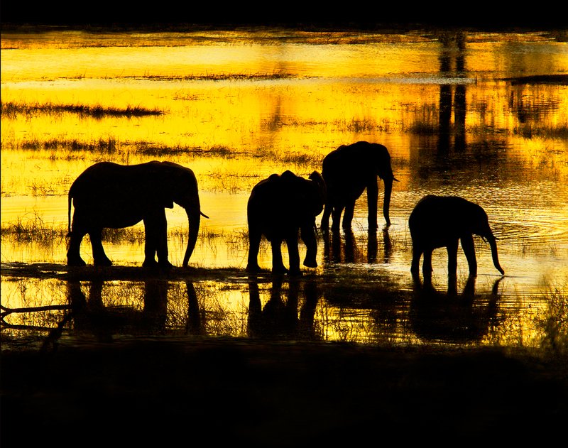 Elephant Silhouettes At Sundown.jpg :: Silhouettes of elephants on a tributary of the Chobe River was captured on returning to camp one night. Photo shown with no mat.
taken at 120 meters with 400 mm tele.