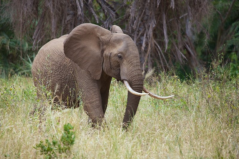 Elephant and Palms.jpg :: Elephant bull walking out of the palms in Amboseli Kenya.