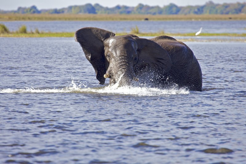 Elephant displaying warning for our boat to stay back.jpg :: This bull elephant is enjoying a refreshing swim in the Chobe River.