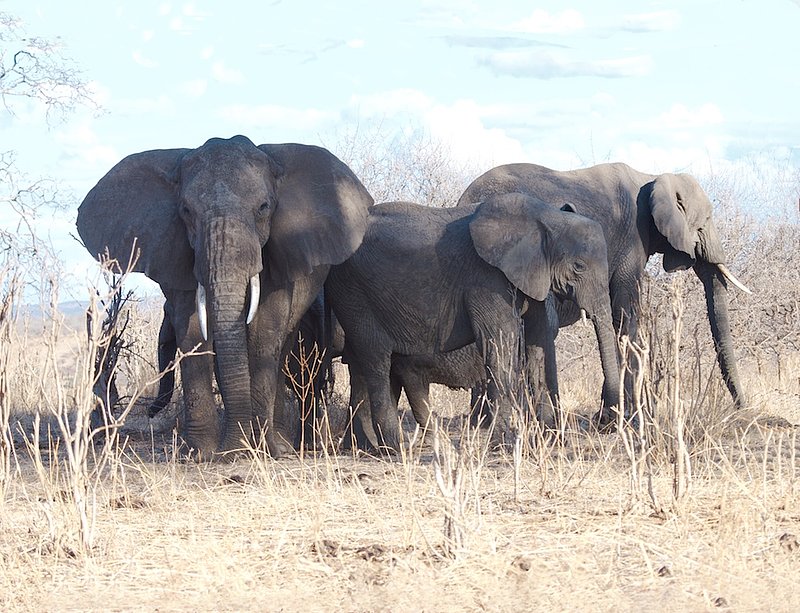 Elephant family in Tanguare E2.jpg :: This small group of elephants is all one family. The larger one is the matriarch and the others are off-spring of various ages. Seen in Tarangire Tanzania