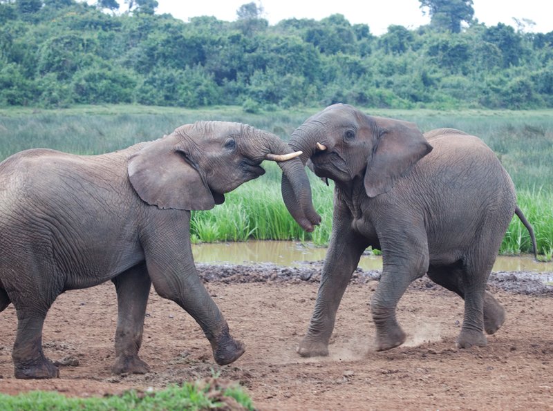 Elephant males fighting Aberdare area.jpg