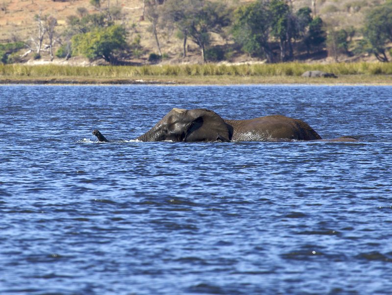 Elephant swimming in Chobe.jpg :: This elephant is swimming out to an island in the Chobe River. Next to her and almost out of sight is a newborn. Photo taken from boat.