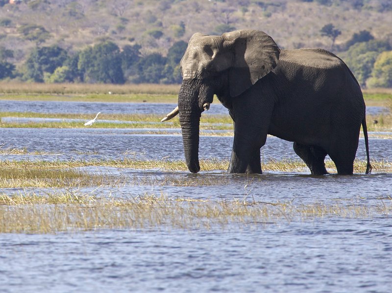 Elephant walking in water.jpg :: This bull elephant is exiting the Chobe River.