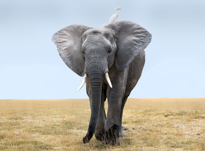 Elephant-Walking-To-Nearby-Marsh.jpg :: Large male is walking toward the nearby marsh as an egret hops on for a ride.