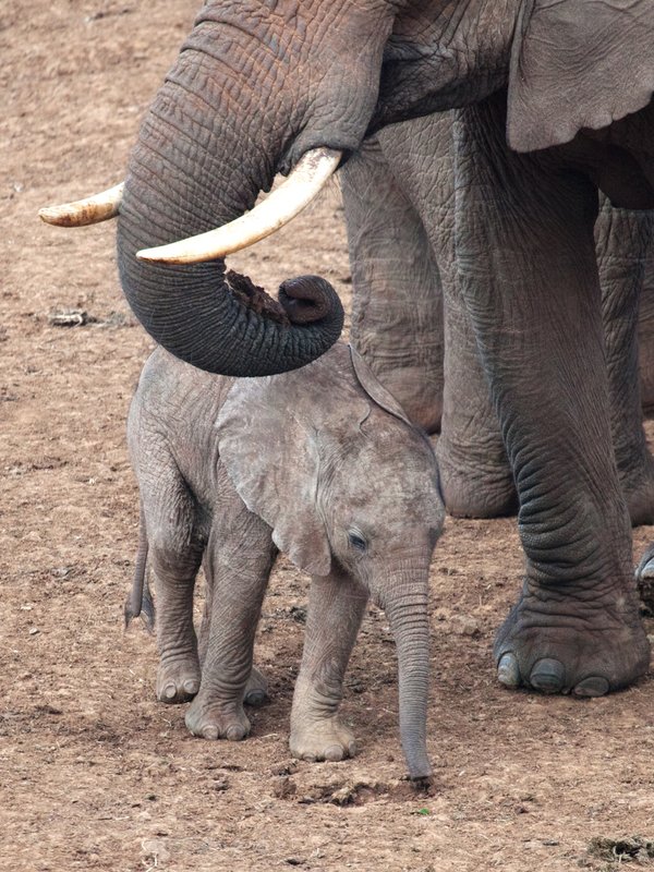 Elephant-and-new born.jpg :: Elephant baby and mother