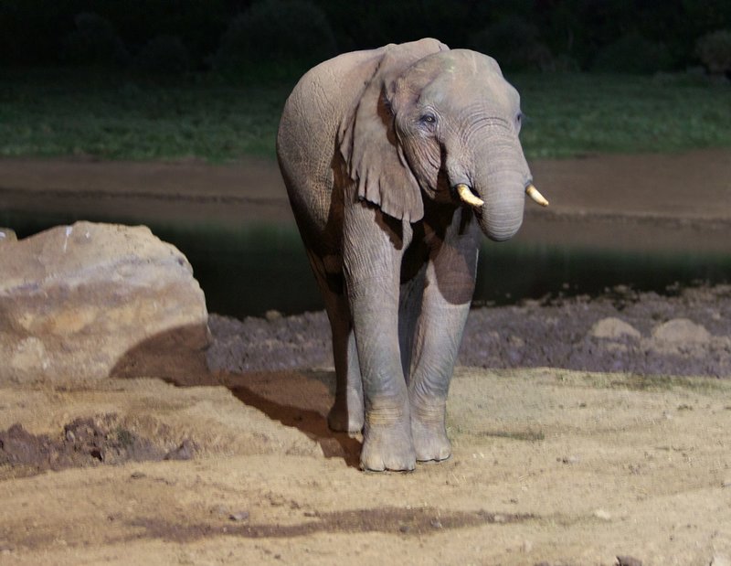 Elephant-at-night.jpg :: Elephant male at night