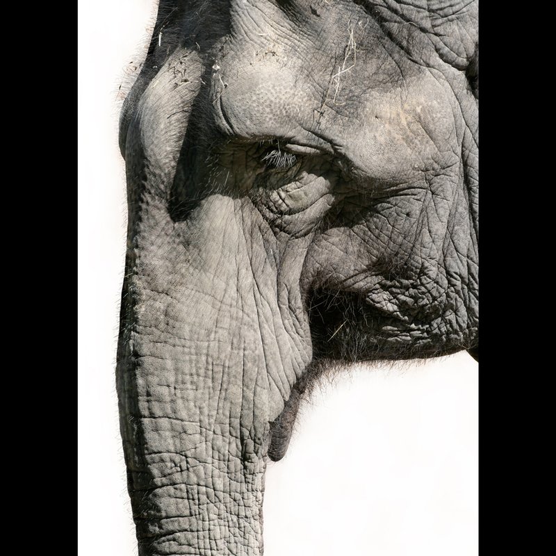 Elephant-complexion.jpg :: Elephant complexion