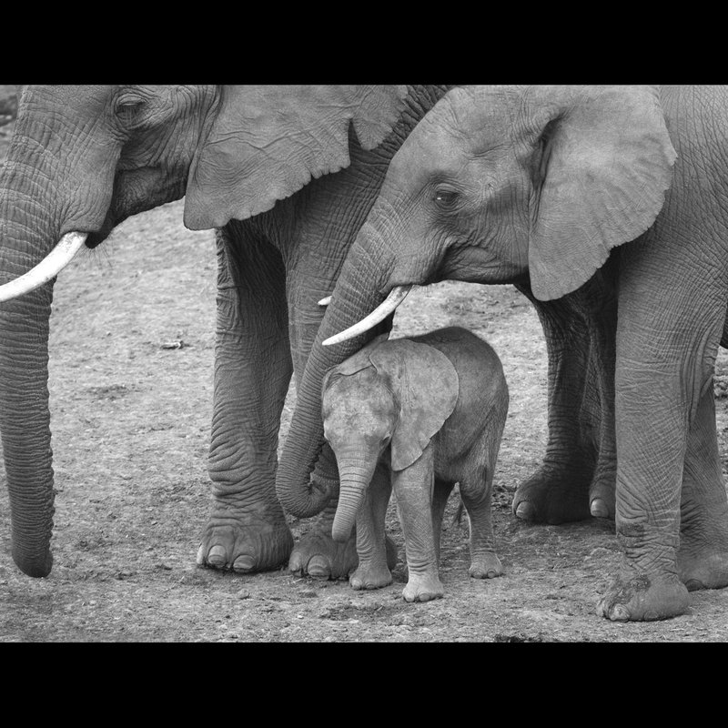 Elephant-family Kenya.jpg :: elephant family with newborn