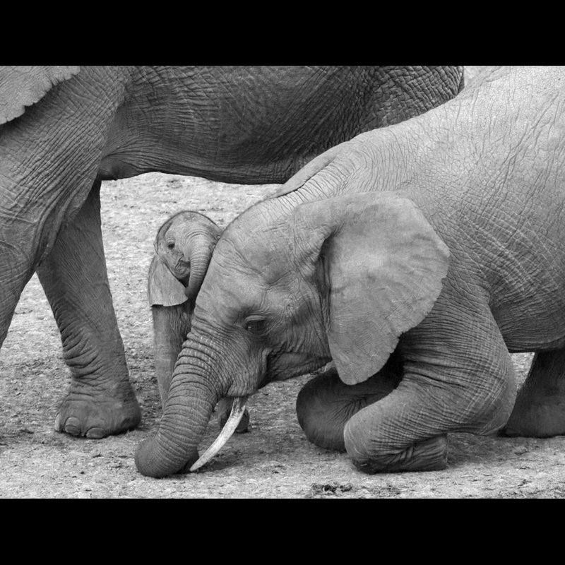 Elephant-loving-baby-sister Kehya.jpg :: Elephant baby loving big sister