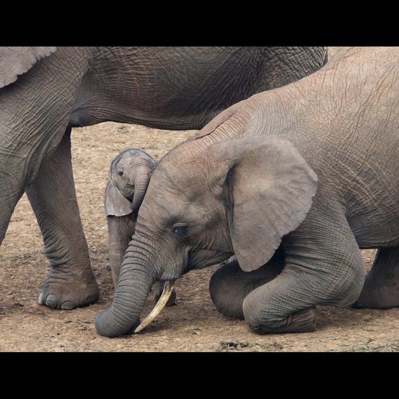 Elephant-loving-baby-sister.crop.jpg :: Elephant baby 