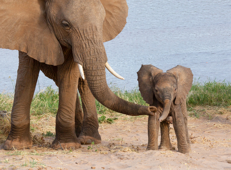 Elephant-mother-shows-sand-to-infant-.jpg :: Elephant mother showing infant sand