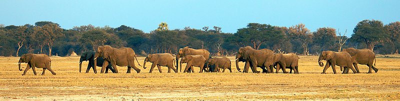 Elephant-pano-Hwange.jpg :: Elephants walking in line to a water-hole in mid afternoon in Hwange Zimbabwe.  Available as panorama of 11 x 40 or canvas print. inquire on email about sizes and prices of canvas.