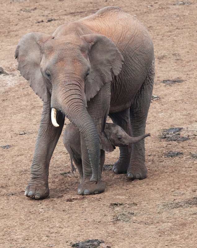 Elephant-with new born.jpg :: elephant baby and mother