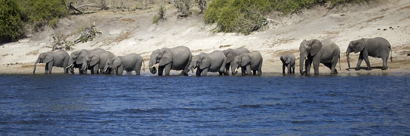 Elephants Drinking from Chobe panorama.jpg :: Elephant panorama. These elephants are lining the shore of the Chobe River for a mid day refreshment. This photo is available as a print 11x40 or a canvas print (but inquire on email for more details about canvas sizes and prices.