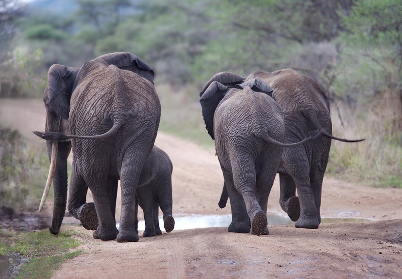 Elephants Tails E9.jpg