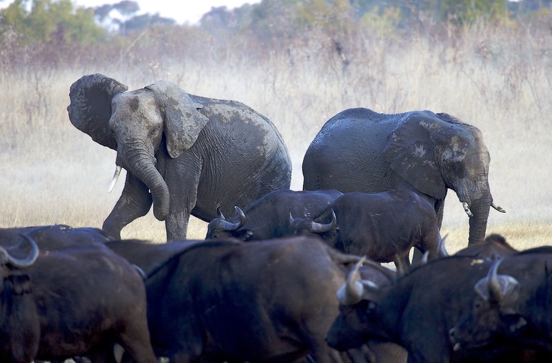 Elephants and Cape Buffalo conflicting.jpg :: These elephants are trying to get these cape bufallo to get on their way/Zimbabwe