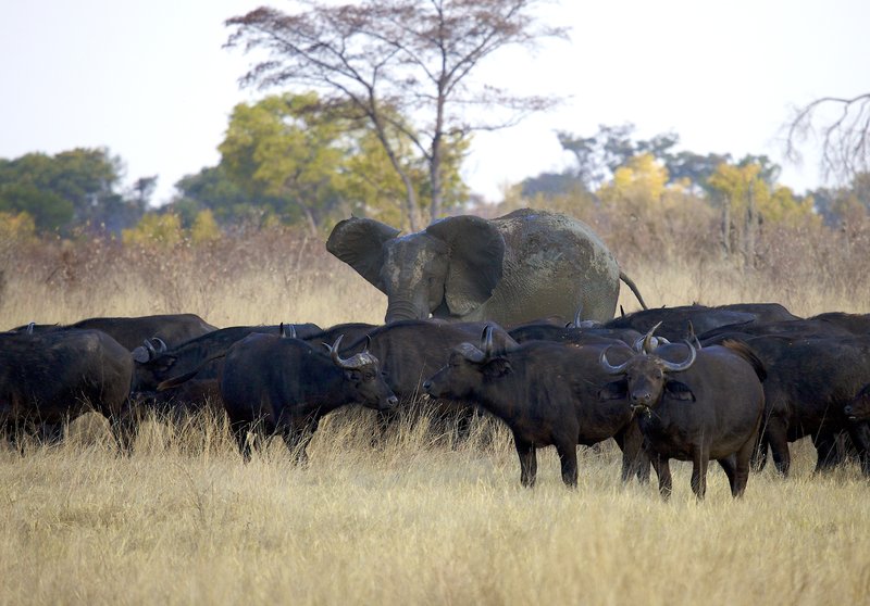 Elephants and Cape Buffalo in conflict 2.jpg :: Cape Buffalo leaving water hole. Nearby elephants are anxious to get them on their way.