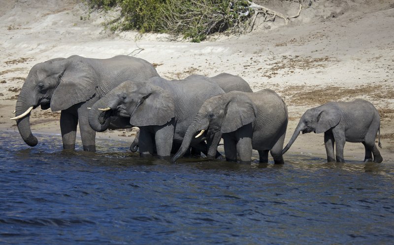 Elephants at Chobe from boat.jpg :: Elephants drinking from the Chobe River.