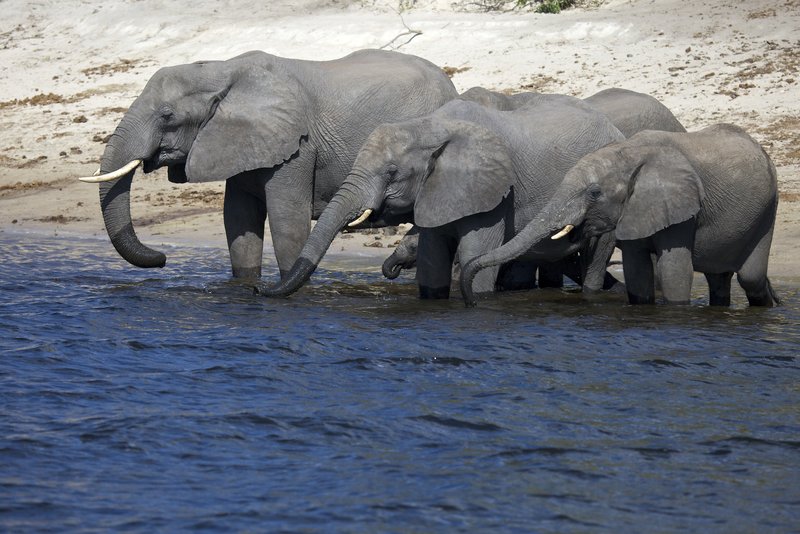 Elephants drinking from Chobe.jpg :: Elephants drinking from the Chobe River. This image and the following images were taken from a boat in the river.