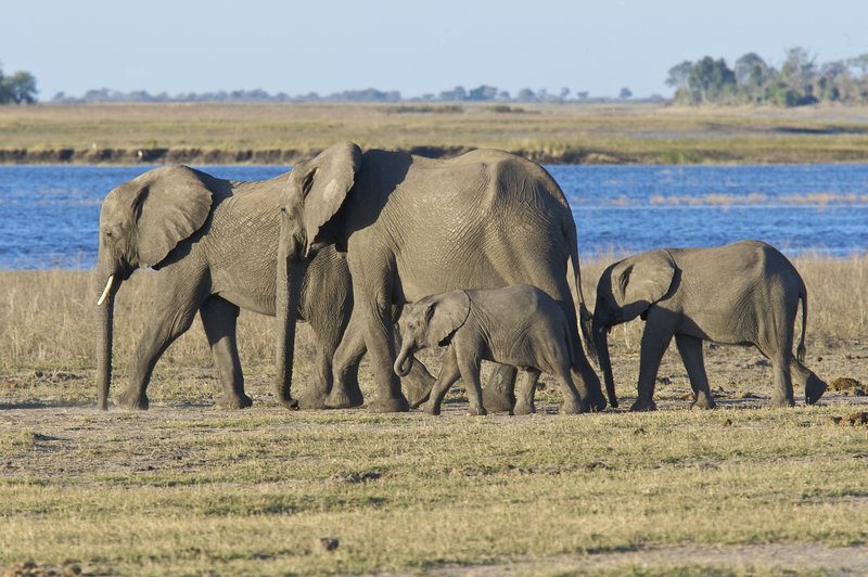 Elephants in line.jpg :: Elephant family in Botswana
