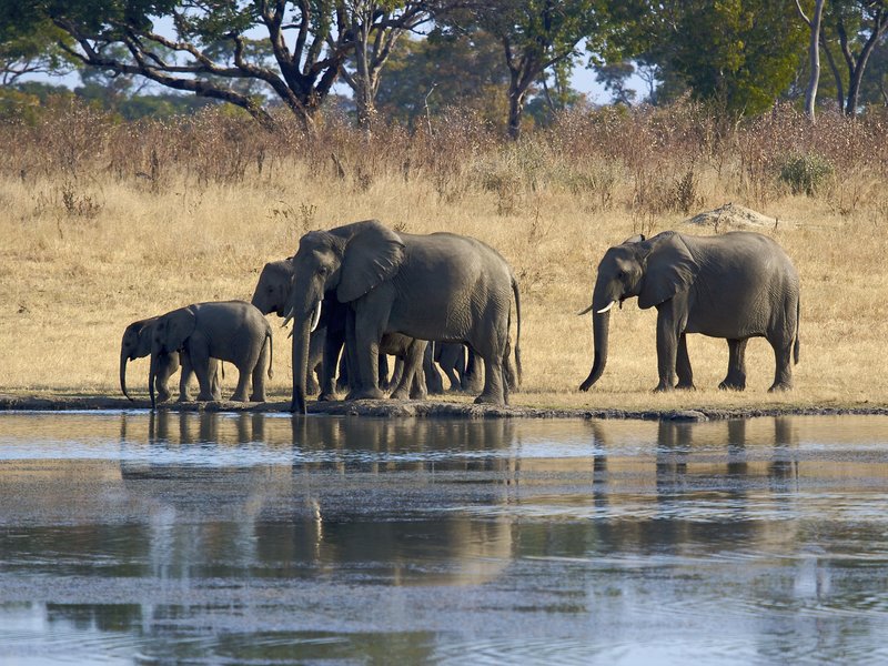 Elephants standing by pond 259A8333.jpg :: Elephant family at water hole in Zimbabwe