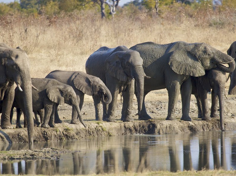 Elephants standing by pond.jpg :: Elephants drinking at waterhole Zimbabwe
