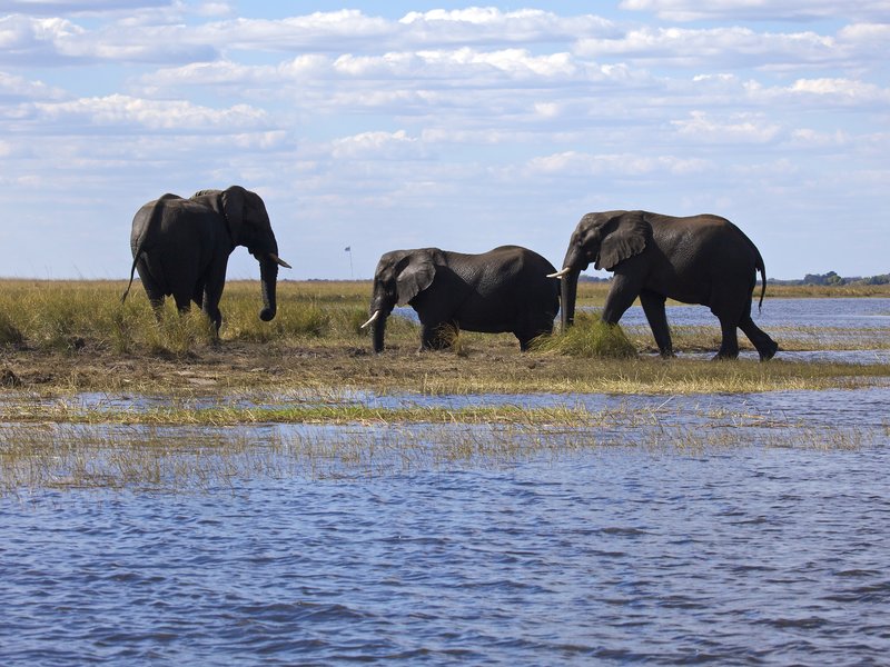 Elephants walking after swimming Chobe.jpg :: Elephants exiting the Chobe River onto island 