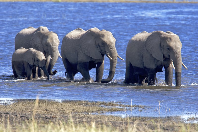 Elephants walking in Chobe  1585.jpg :: elephants in tributary of Chobe River, Botswana
