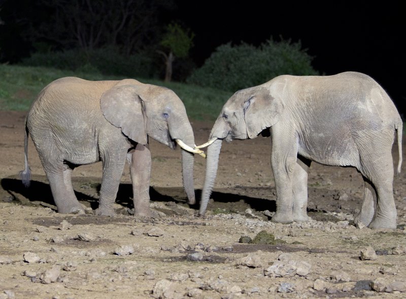Elephants-at-night Abedare area.jpg