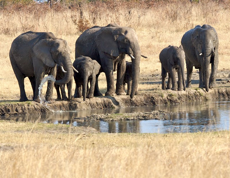 Family-drinking-at-pond.jpg :: Elephant family at water hole in Zimbabwe