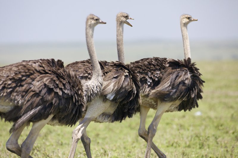 Females walking and talking Maasai Mara.jpg :: Female ostriches walking on savannah 