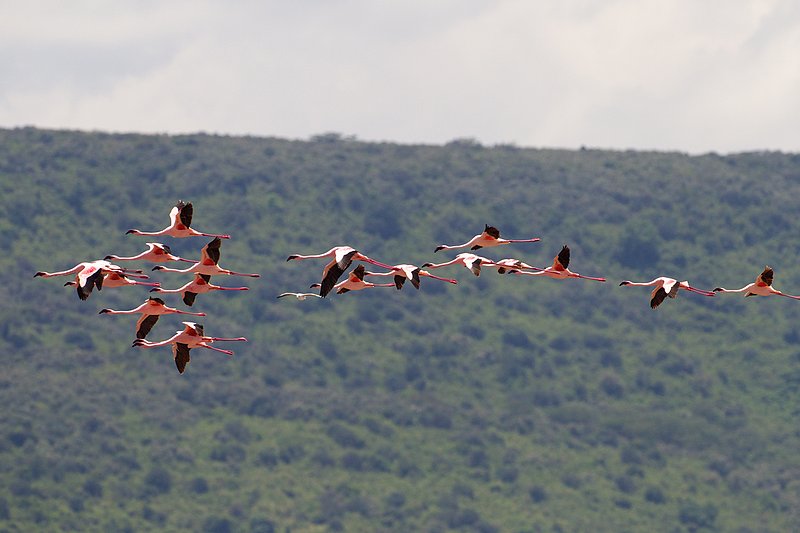 Flamingos-in-flight Lake Nakuru.jpg