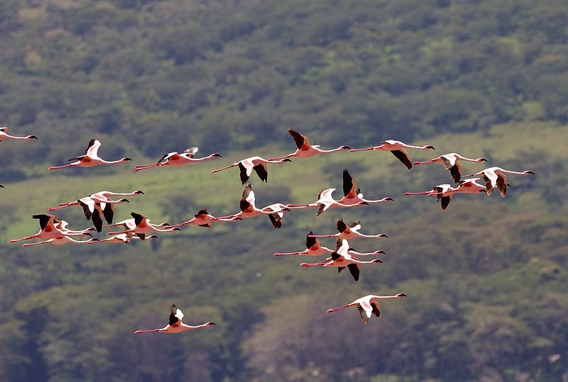 Flamingos-in-flt Lake Nakuru.jpg