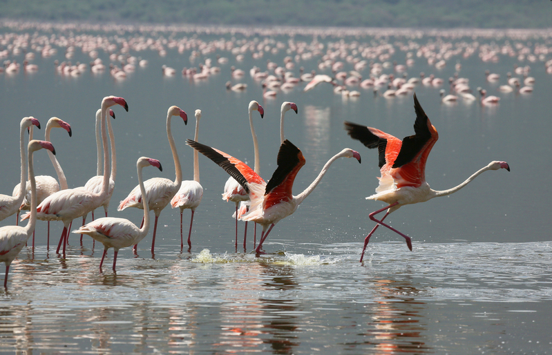 Flamingos-taking-flight-copy.jpg :: Flamingos Taking Flight