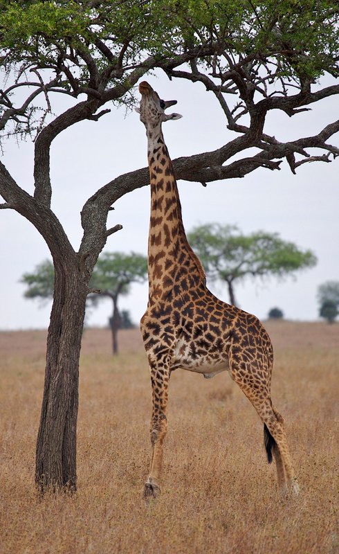G2-Giraffe-reaching-high-1491.jpg