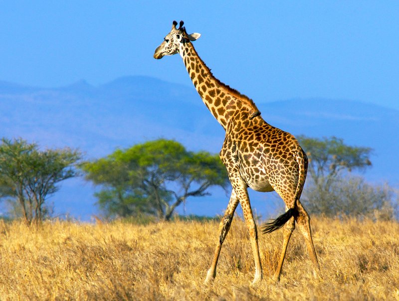 G9-Giraffe-on-plain.jpg