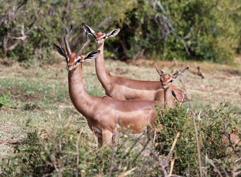 Gerenuk-family.jpg :: A gerenuk family with one young